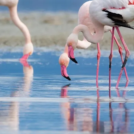 Dom wakacyjny Mandriola Putzuidu Capo Mannu *